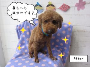 えっへんトイプードル