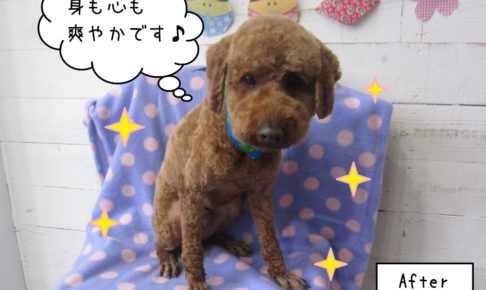 えっへんトイプードル