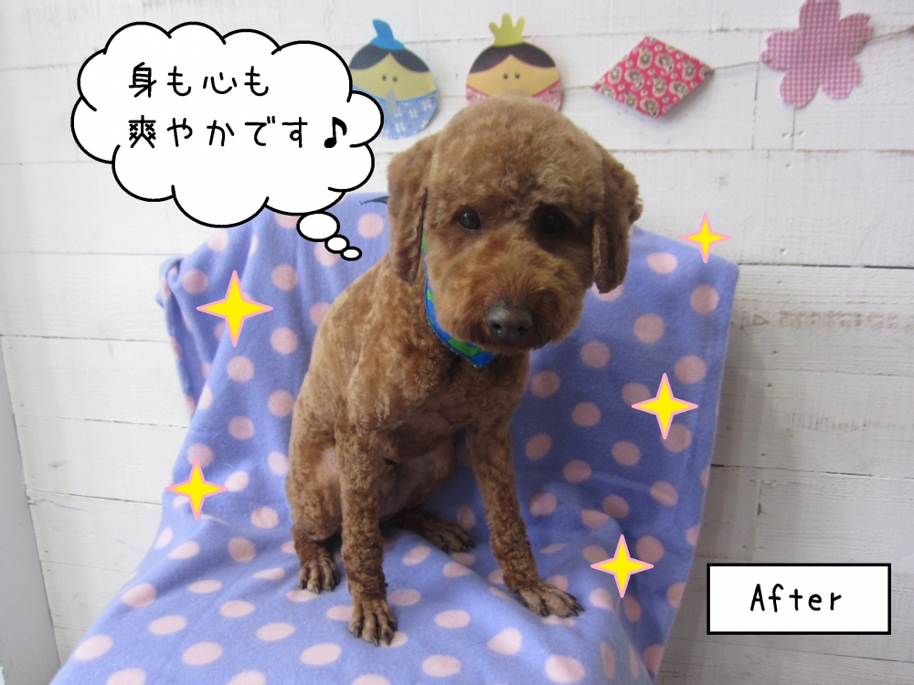 えっへんトイプードル