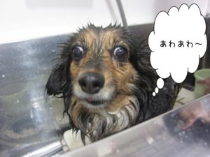 スパ中ミニチュアダックス