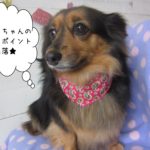 おすましミニチュアダックス