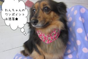 おすましミニチュアダックス