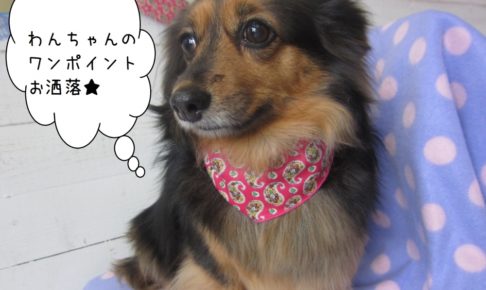 おすましミニチュアダックス