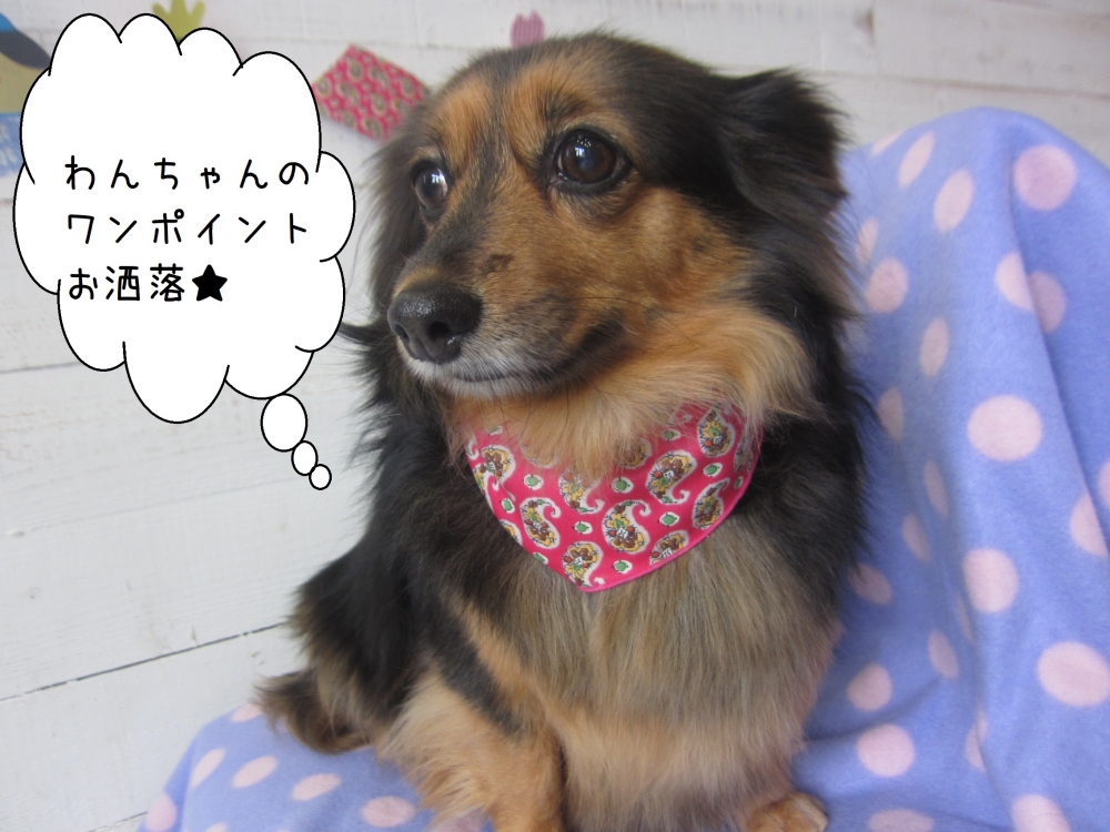 おすましミニチュアダックス