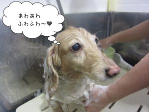 シャンプー中ミニチュアダックス