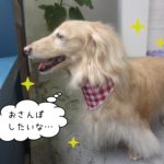 横顔ミニチュアダックス