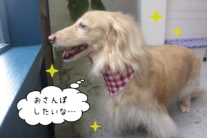 横顔ミニチュアダックス