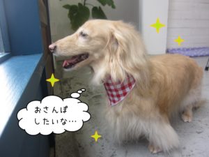 横顔ミニチュアダックス