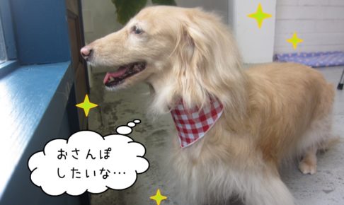 横顔ミニチュアダックス