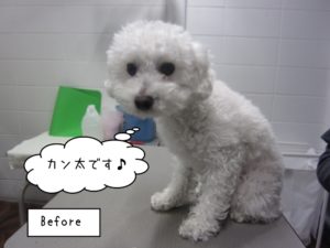 カット前トイプードル