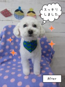 カット後トイプードル