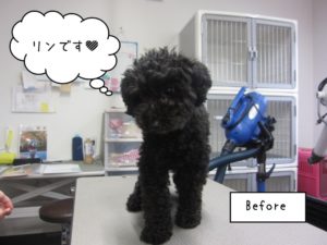 カット前トイプードル