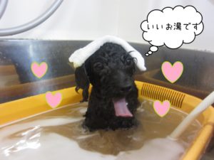 スパ中トイプードル