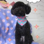 えっへん黒トイプードル