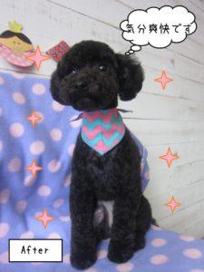 えっへん黒トイプードル