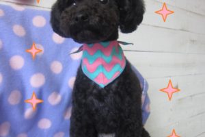 えっへん黒トイプードル