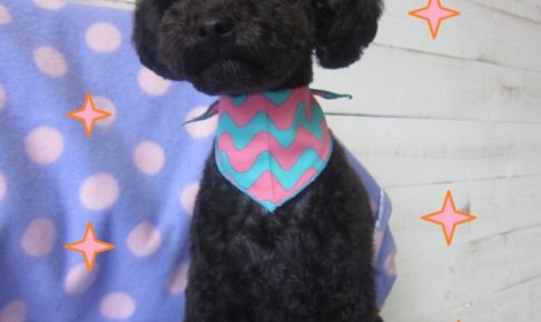 えっへん黒トイプードル