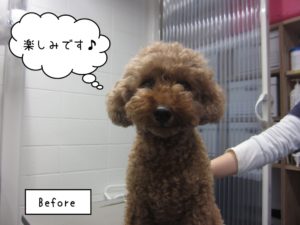 カット後トイプードル