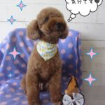 えっへん爽やかトイプードル