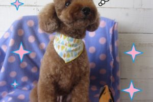 えっへん爽やかトイプードル