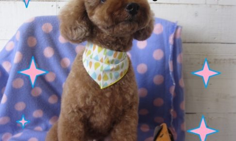 えっへん爽やかトイプードル