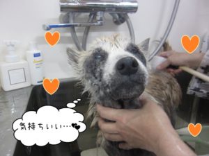 シャンプー中柴犬