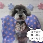 おすまし音楽Mシュナ