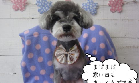 おすまし音楽Mシュナ