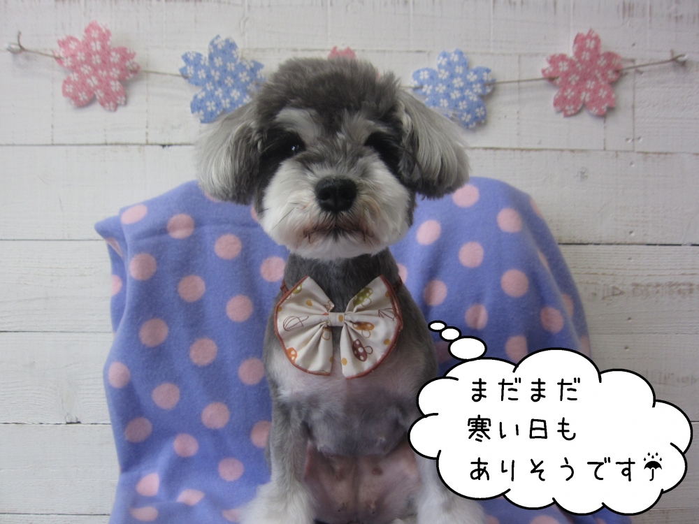 おすまし音楽Mシュナ