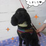 すっきり黒ミックス