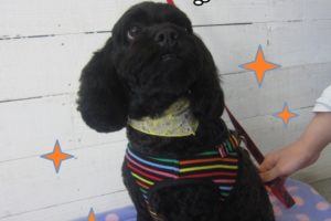 すっきり黒ミックス