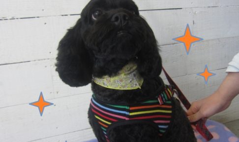 すっきり黒ミックス