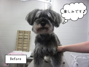 カット前Mシュナ