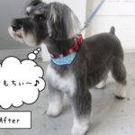 すっきりしたMシュナ