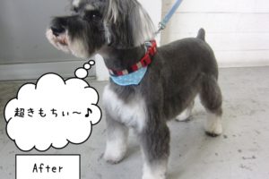 すっきりしたMシュナ