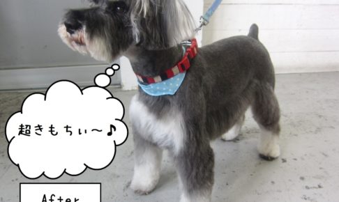 すっきりしたMシュナ