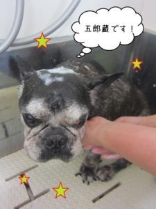 シャンプー中ブルドッグ