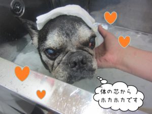 スパ中フレブル