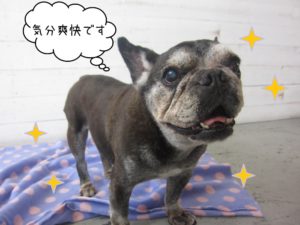 施術後フレブル