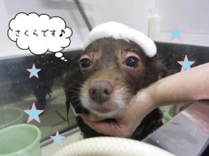 シャンプー中ミックス