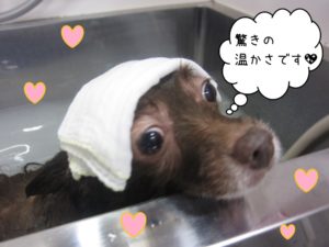 スパ中フレブル