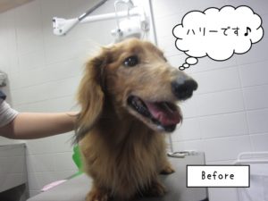 カット前ミニチュアダックス