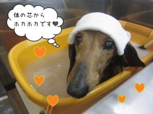スパ中ミニチュアダックス