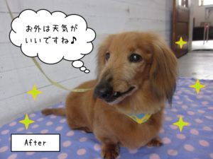 施術後ミニチュアダックス