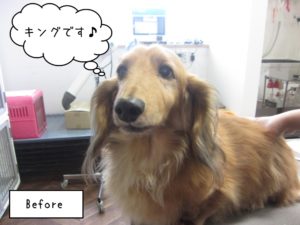 カット前ミニチュアダックス