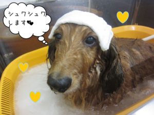 スパ中ミニチュアダックス