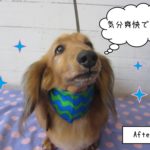 可愛いミニチュアダックス