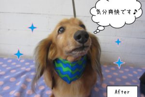 可愛いミニチュアダックス