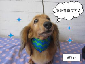 可愛いミニチュアダックス