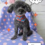 おすまし可愛いグレートイプードル